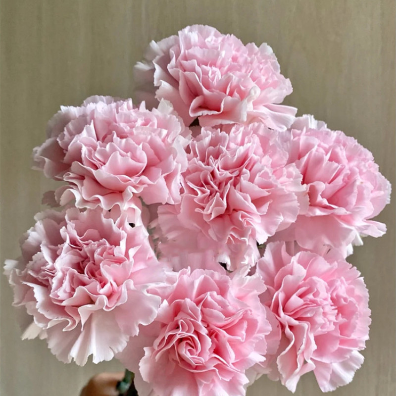 云南产地直发康乃馨鲜花母亲节鲜花基地发货
