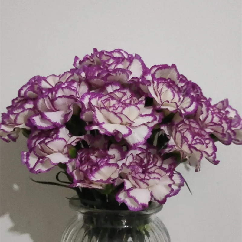 云南产地直发康乃馨鲜花母亲节鲜花基地发货