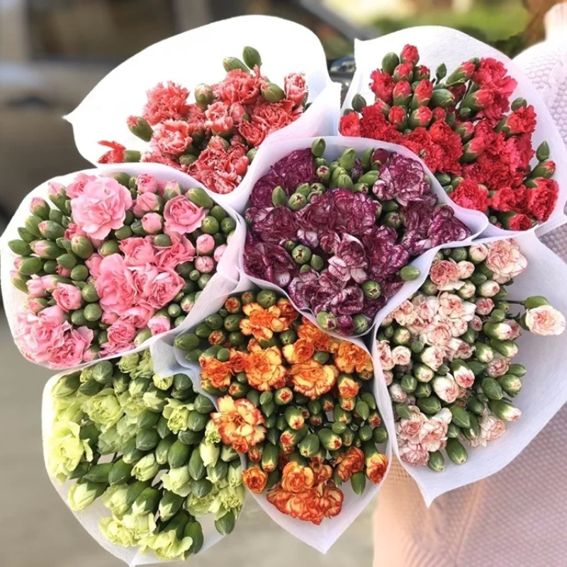 云南产地直发康乃馨鲜花母亲节鲜花基地发货