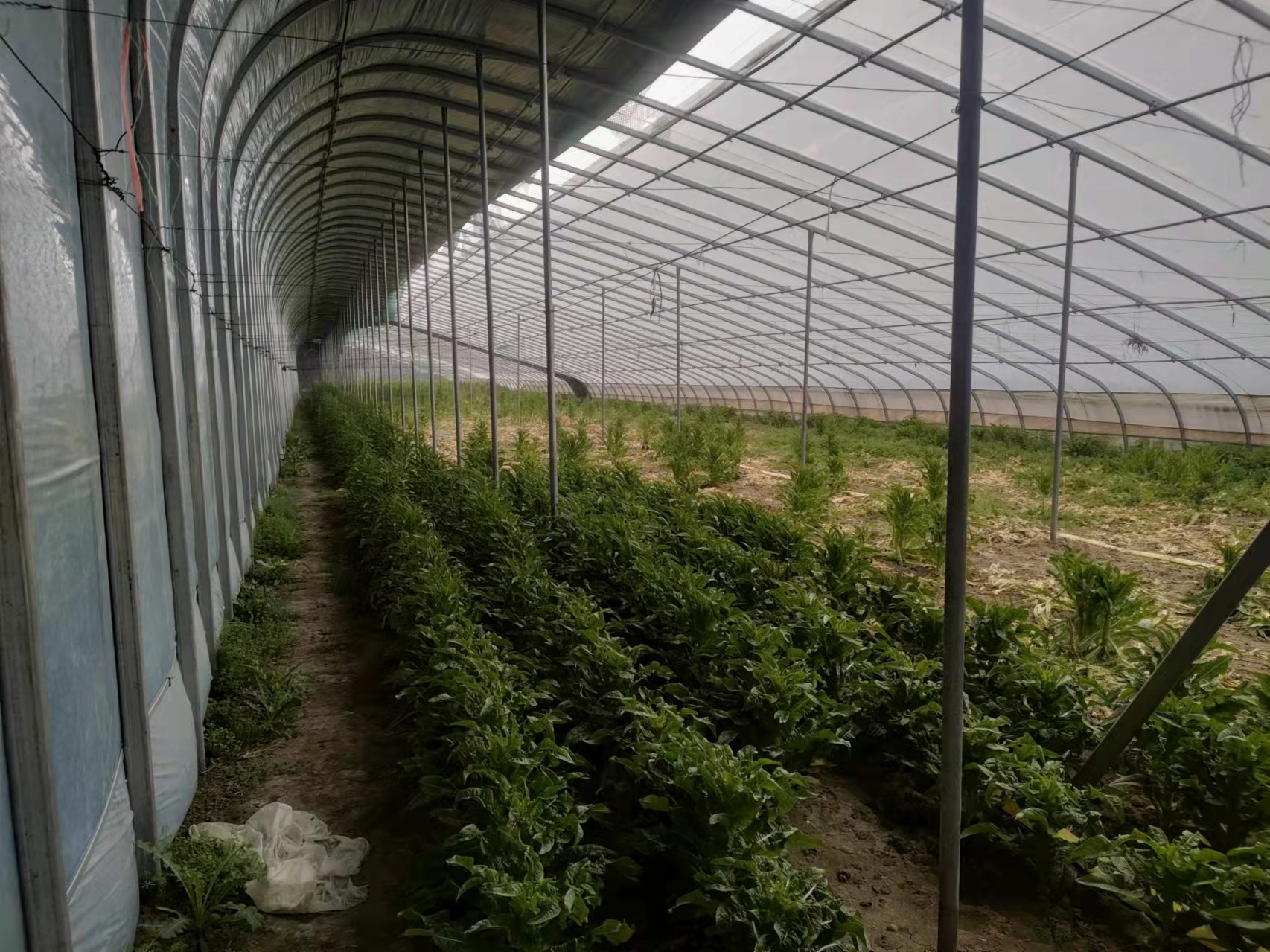 冬季温室中生长的莴笋植株全景