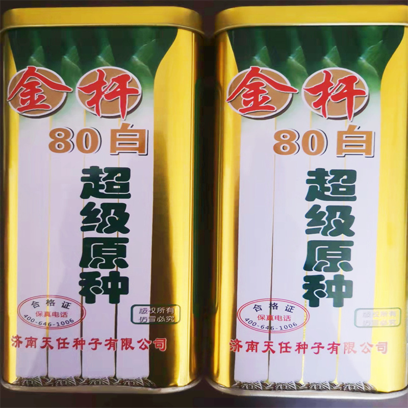金杆80白大葱种子章丘原种大葱种子大香葱耐热抗寒大田