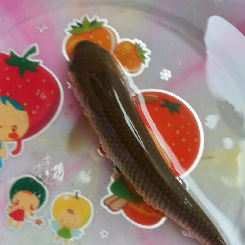 草鱼苗改良新一代草鱼苗抗病毒规格齐全支持云贵川陕甘