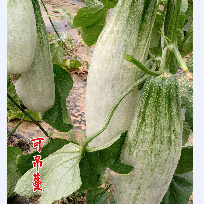 羊角蜜种子羊角蜜甜瓜种子高糖抗病耐高温一代杂交基地用