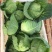 【荐】精品甘蓝，大量出售中，货源充足，品质保证，欢迎选购