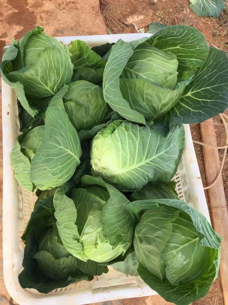 【荐】精品甘蓝，大量出售中，货源充足，品质保证，欢迎选购