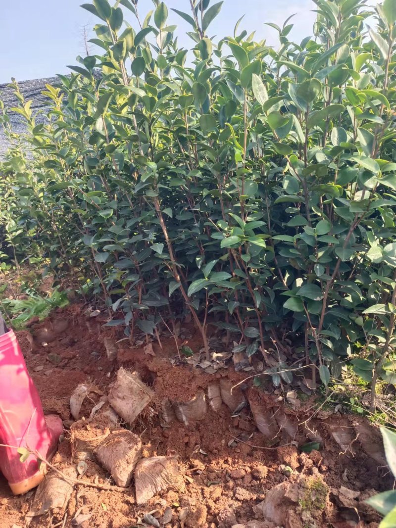 价格可谈量大从优江西油茶苗长林系列2年杯苗30公分以上