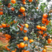 香橙头有籽沃柑新苗品种纯质量好价格美丽