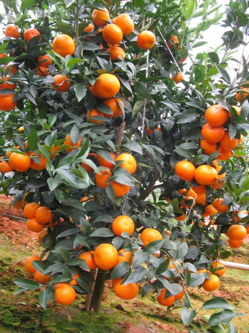 香橙头有籽沃柑新苗品种纯质量好价格美丽