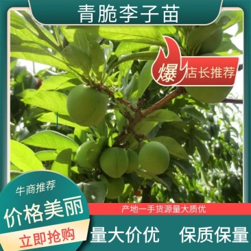 【嫁接】精品青脆李子苗诚信经营技术指导南北方都可种植