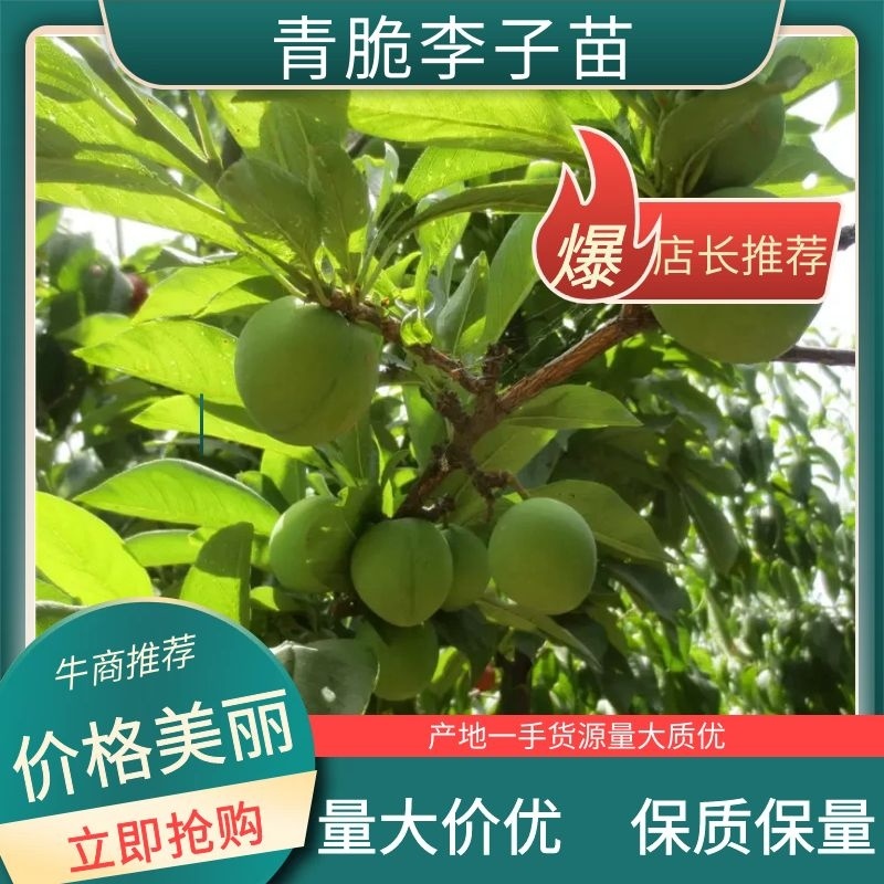 【嫁接】精品青脆李子苗诚信经营技术指导南北方都可种植