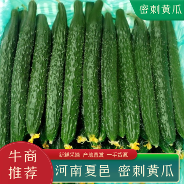【推荐】大棚精品黄瓜密刺黄瓜大量上市一手货源产地直发