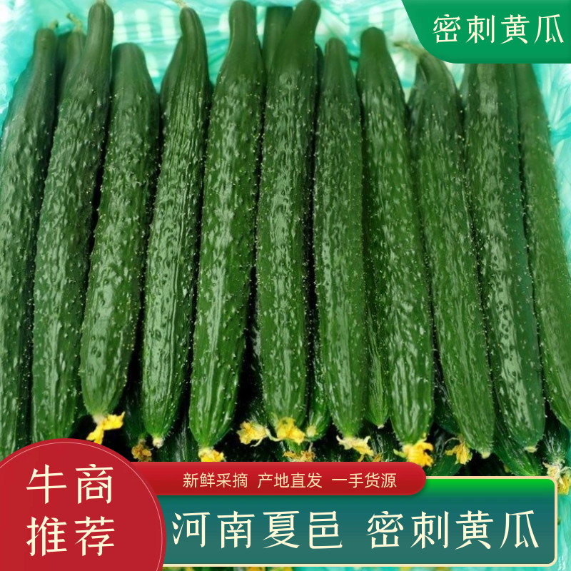 【推荐】大棚精品黄瓜密刺黄瓜大量上市一手货源产地直发