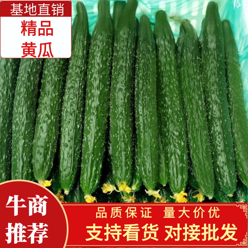 【精选】精品大棚黄瓜密刺黄瓜新鲜黄瓜大量上市一手货源
