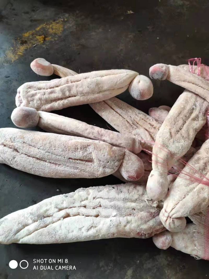 鲨鱼系列