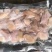 鲨鱼系列