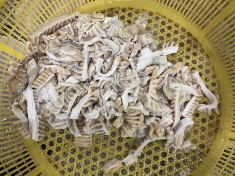鲨鱼系列