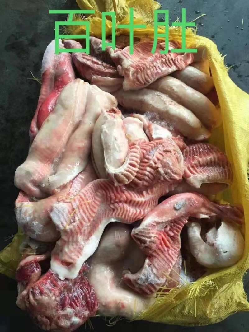 鲨鱼系列