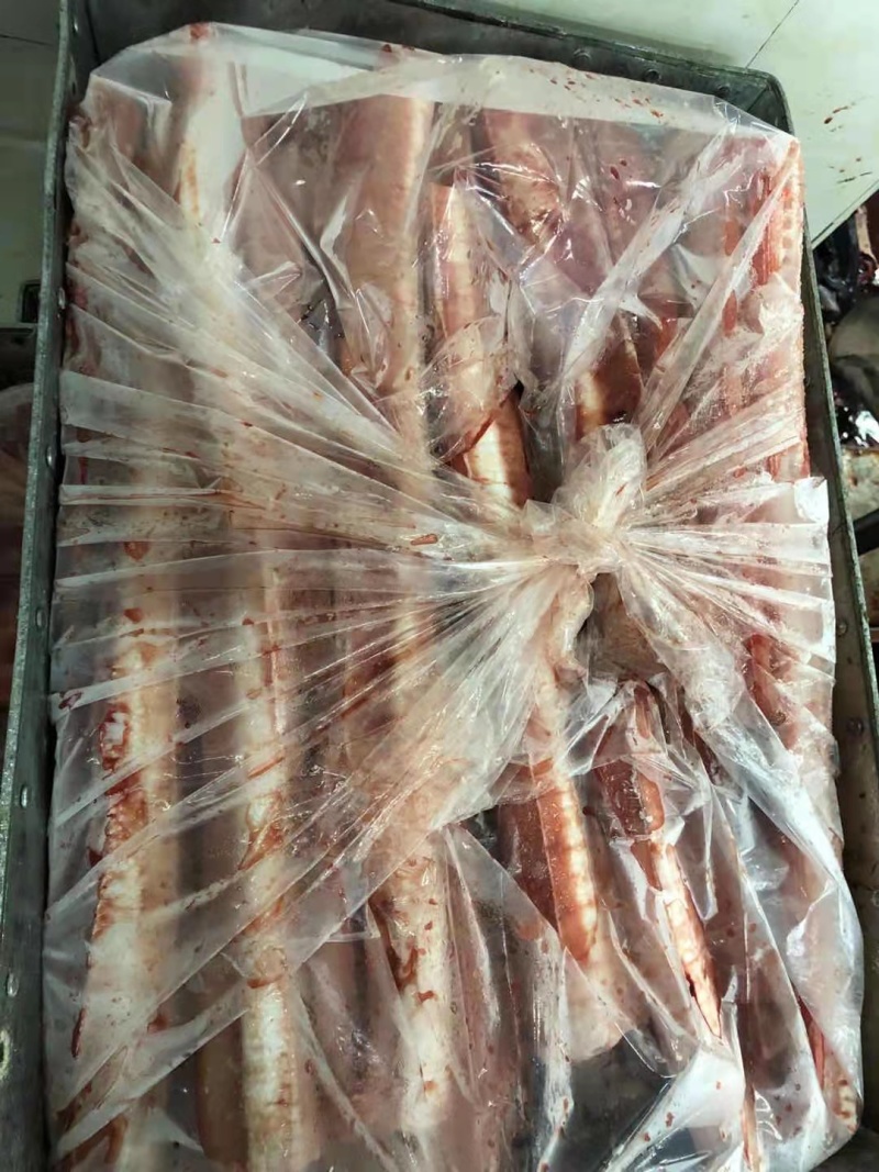 鲨鱼系列