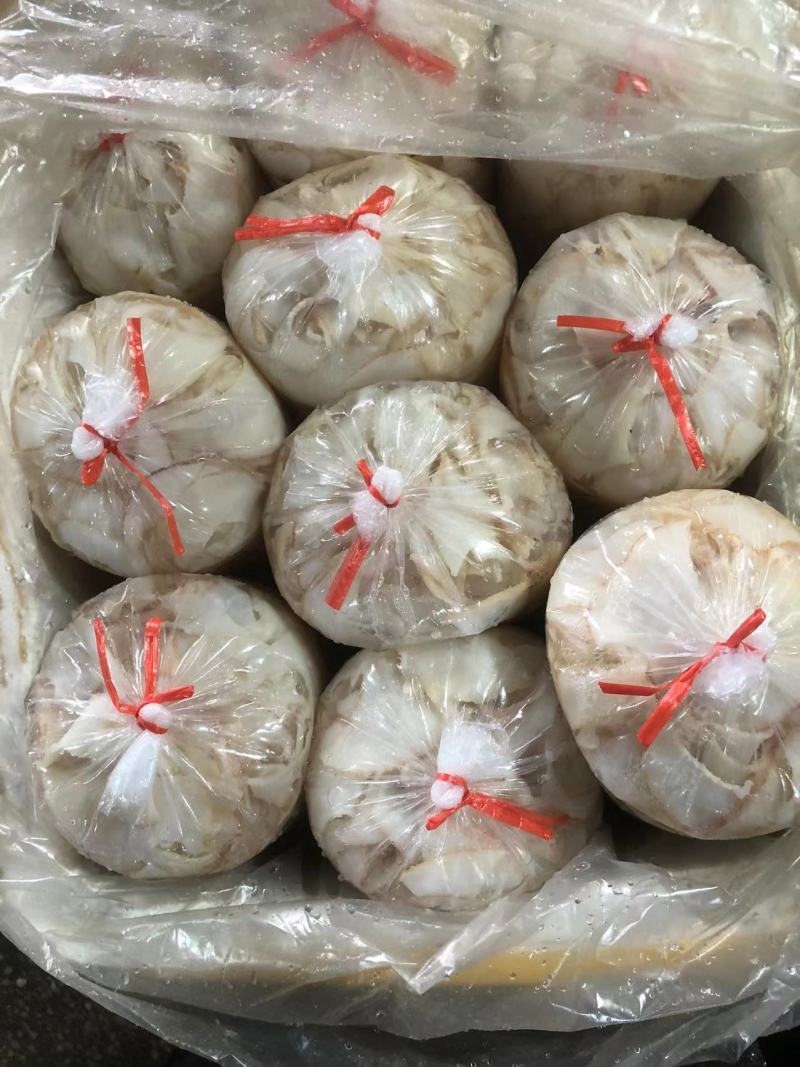 鲨鱼系列