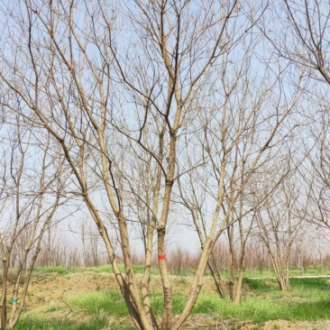丛生乌桕树价格，产地大量批发