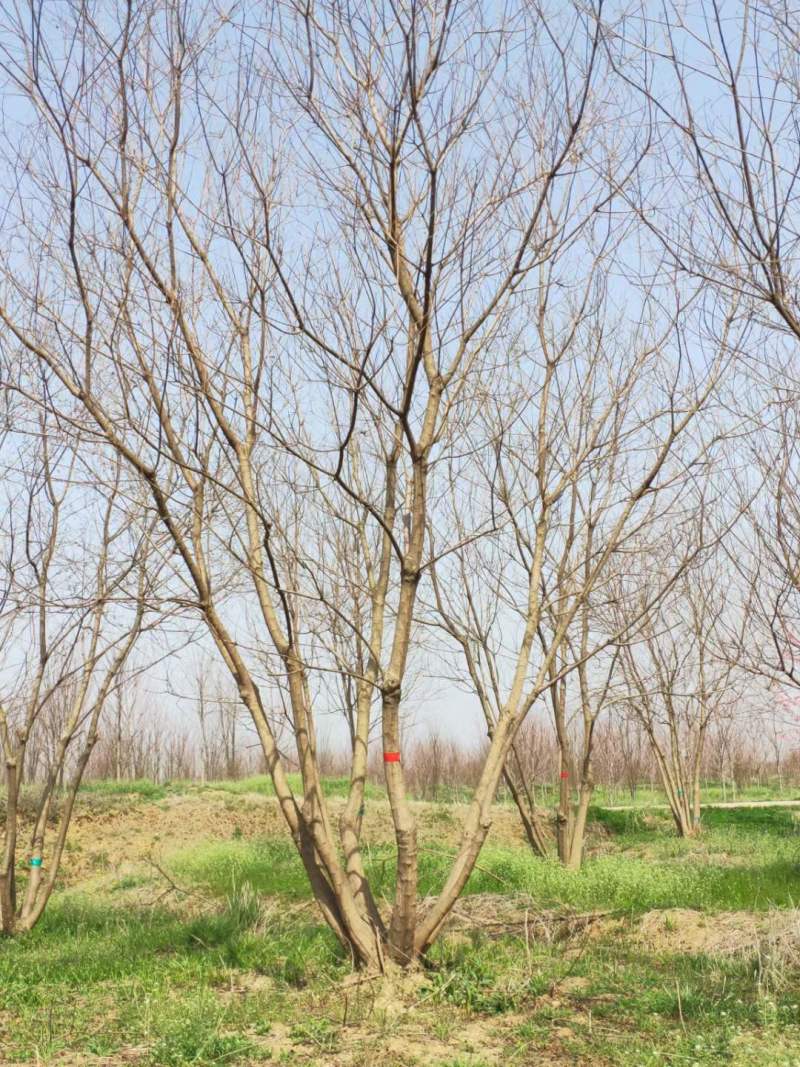 丛生乌桕树价格，产地大量批发