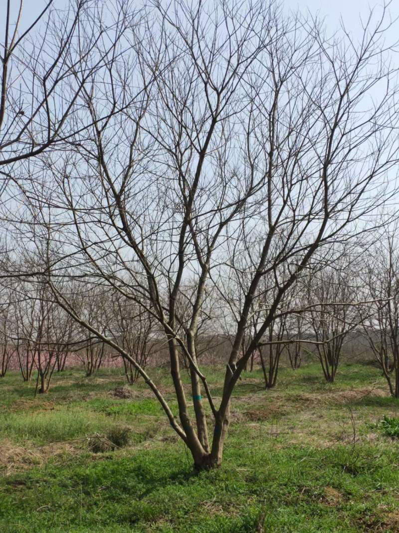 丛生乌桕树价格，产地大量批发