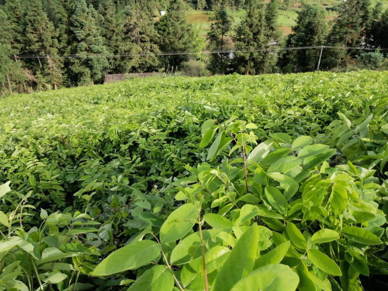 刚挖的新鲜石参根产地直供现挖现发长年有货，量大从优