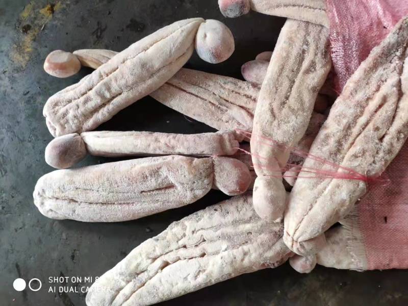 鲨鱼肚现货，24/12/12