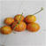 香水瓜种子甜瓜种子赏食用改善室内空气环境芳香去除异味