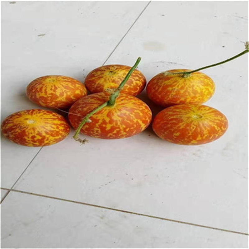 香水瓜种子甜瓜种子赏食用改善室内空气环境芳香去除异味