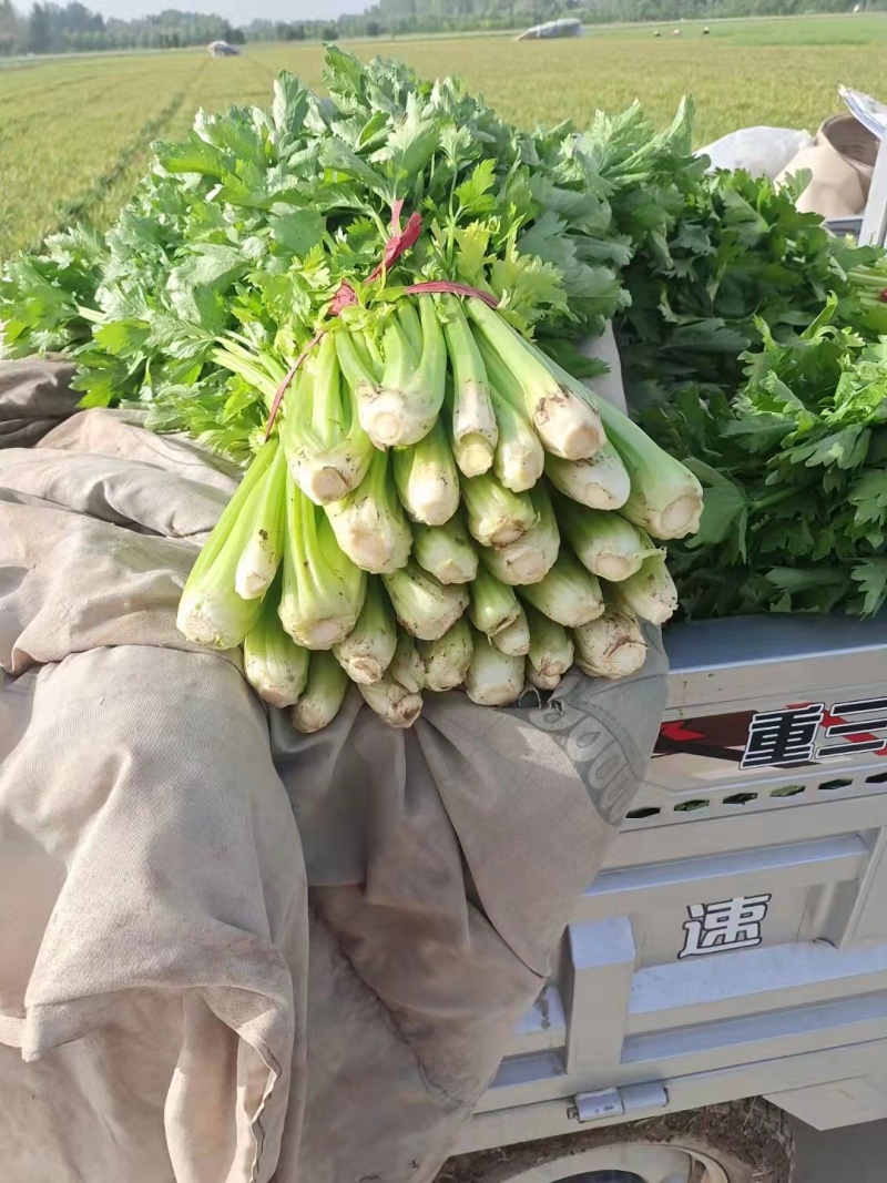 河南芹菜精品芹菜产地直销货源充足质优价廉可视频看货