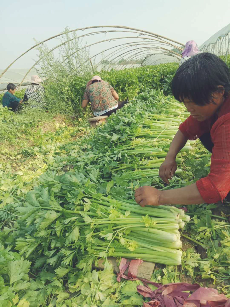 河南芹菜精品芹菜产地直销货源充足质优价廉可视频看货