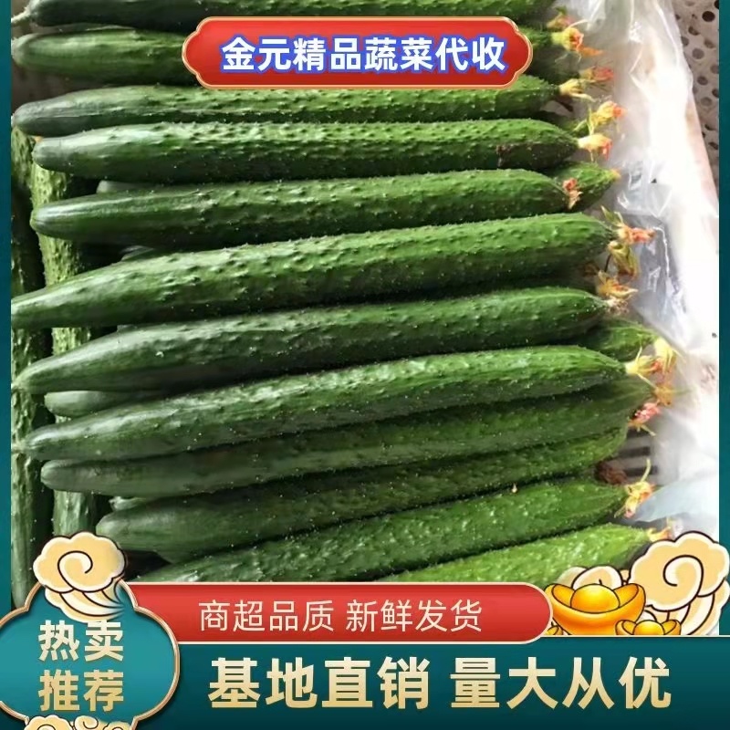 亮条，密刺黄瓜，瓜条直，青皮绿肉，产地直发。