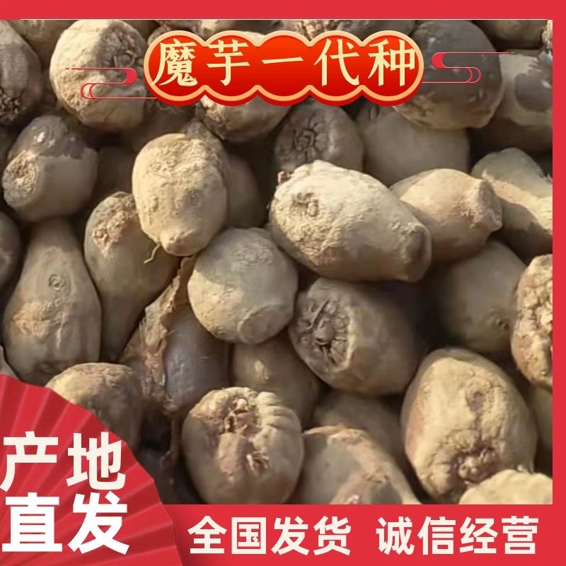 贵州毕节市新鲜大魔芋万亩基地魔芋豆腐产地一手货源欢迎来电