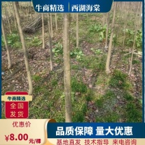 西湖海棠自家种植郫都西湖海棠条形好，执2000苗