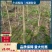 西湖海棠自家种植郫都西湖海棠条形好，执2000苗