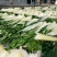 广东白菜干自产自销干净无沙农家自产煲汤料