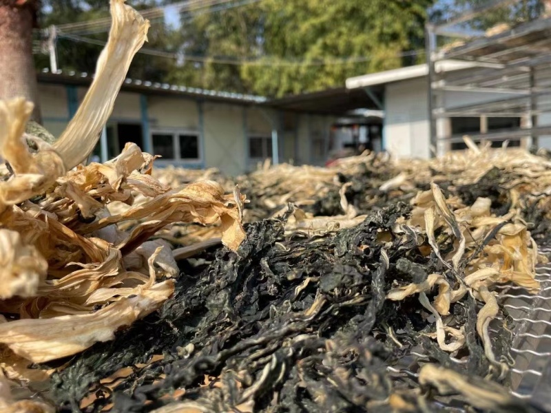 广东白菜干自产自销干净无沙农家自产煲汤料
