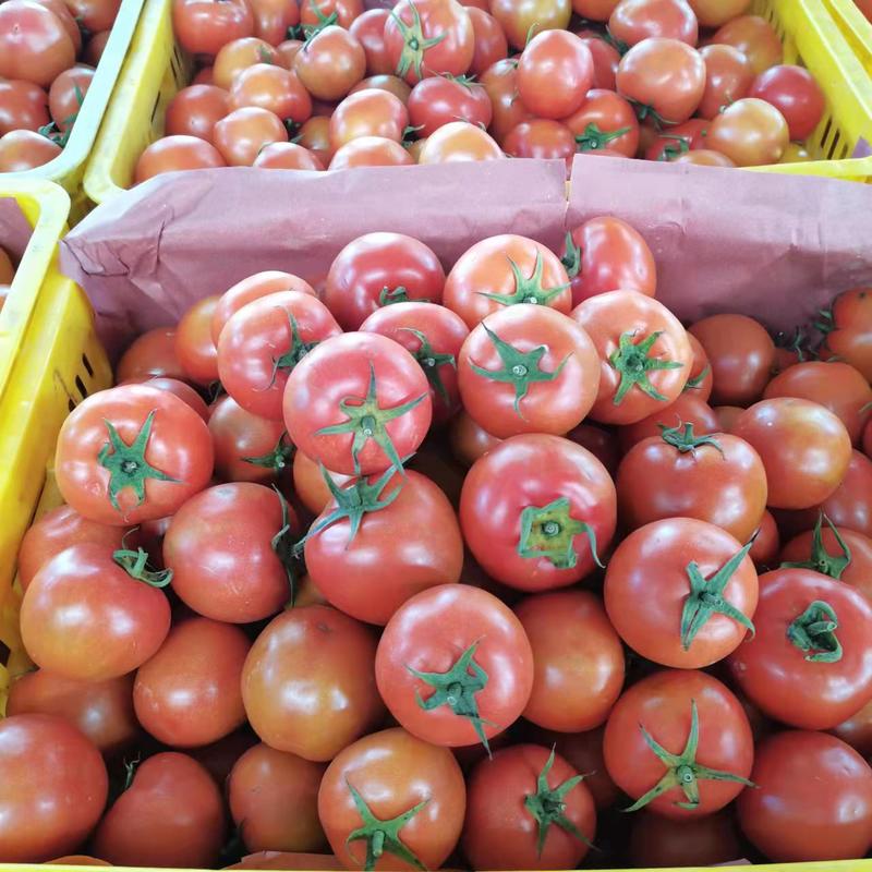 【西红柿】广西大红西红柿基地直发全国发货欢迎联系