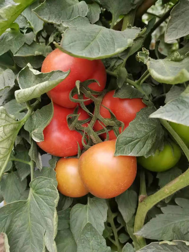 【西红柿】广西大红西红柿基地直发全国发货欢迎联系