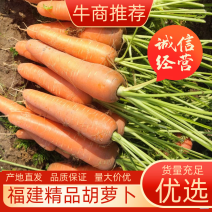 【精品】褔建翔安区三红胡胡萝卜诚信代办品种多
