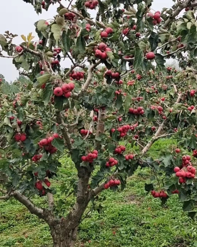 【精品】山西运城山楂树挂果山楂树基地直发欢迎采购现挖现发