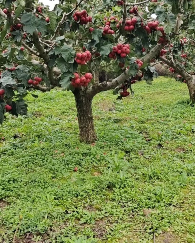 山西运城山楂树，挂果山楂树，基地直发，欢迎采购，现挖现发