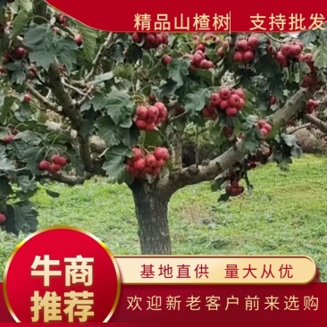 山西运城山楂树，挂果山楂树，基地直发，欢迎采购，现挖现发