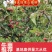 【精品】山西运城山楂树挂果山楂树基地直发欢迎采购现挖现发