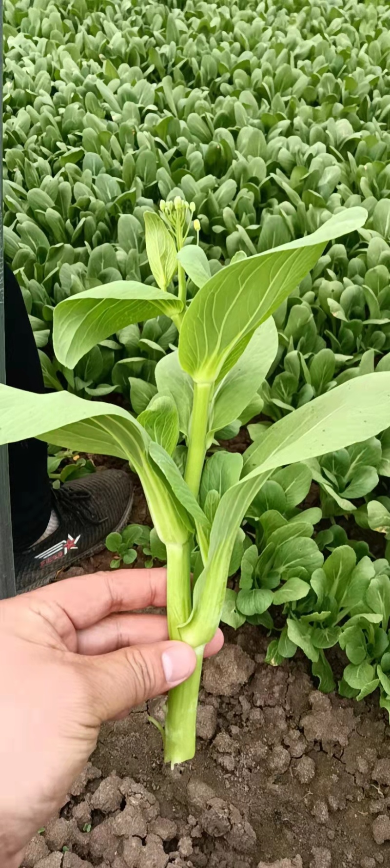 【牛商推荐】油菜苔，现摘现发，大量上市，质量保证，欢迎采购