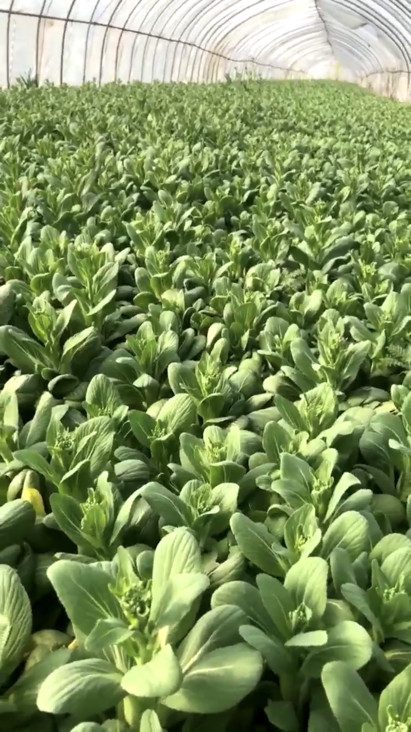 【牛商推荐】油菜苔，现摘现发，大量上市，质量保证，欢迎采购