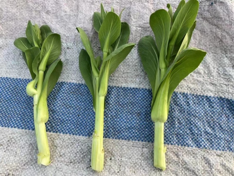 【牛商推荐】油菜苔，现摘现发，大量上市，质量保证，欢迎采购