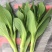 【牛商推荐】油菜苔，现摘现发，大量上市，质量保证，欢迎采购
