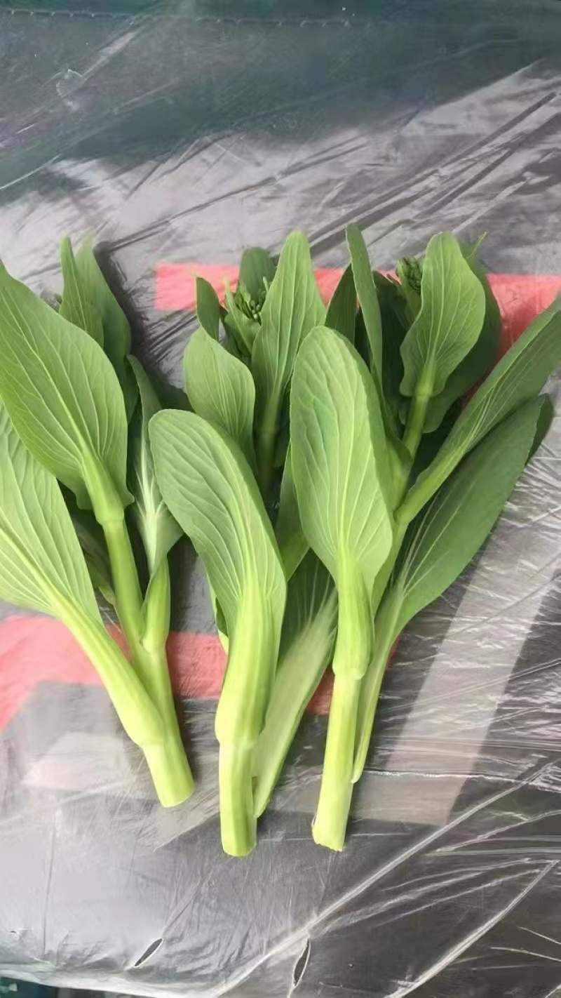 【牛商推荐】油菜苔，现摘现发，大量上市，质量保证，欢迎采购